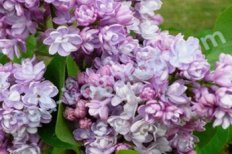 Сирень обыкновенная Монтень Syringa vulgaris Montaigne