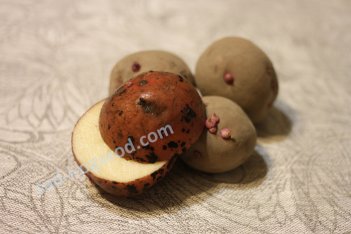 сорт Малиновка картофель семенной