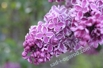 Сирень обыкновенная Сенсация Syringa vulgaris Sensation