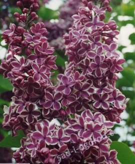 Сирень обыкновенная Сенсация Syringa vulgaris Sensation