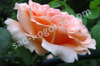 Роза плетистая Полька Rose climbing Polka