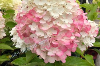 Гортензия метельчатая Коттон Крим Hydrangea paniculata Cotton Cream