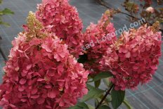Гортензия метельчатая Кенделайт Hydrangea paniculata Candlelight