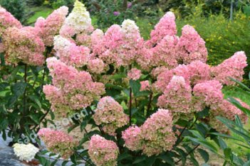 Гортензия метельчатая Фрейз Мельба Hydrangea paniculata Fraise Melba