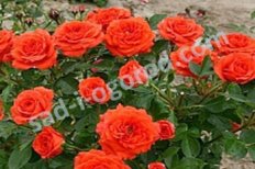 Роза миниатюрная Оранж Джевел Rose Orange Jewel