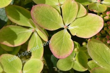 Гортензия метельчатая Пастель Грин Hydrangea paniculata Pastelgreen