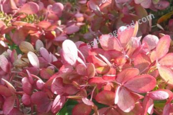 Гортензия метельчатая Пастель Грин Hydrangea paniculata Pastelgreen