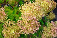 Гортензия метельчатая Жемчужина фестиваля Hydrangea paniculata Perle de Festival