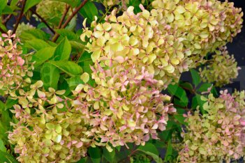 Гортензия метельчатая Жемчужина фестиваля Hydrangea paniculata Perle de Festival