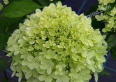 Гортензия метельчатая Селекшн Hydrangea paniculata Selection