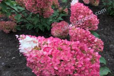 Гортензия метельчатая Строберри Блоссом Hydrangea paniculata Strawberry Blossom