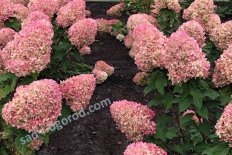Гортензия метельчатая Саммер Лав Hydrangea paniculata Summer Love