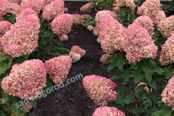 Гортензия метельчатая Саммер Лав Hydrangea paniculata Summer Love