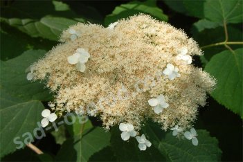Гортензия древовидная Радиата Hydrangea arborescens Radiata