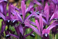 Иридодиктум Перпл Джем Iris reticulata Purple Gem