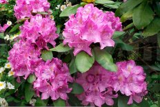 Рододендрон Розеум Элеганс Rhododendron Roseum Elegans