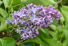Сирень обыкновенная Вэджвуд блю Syringa vulgaris Wedgwood Blue