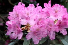 Рододендрон Смирнова Rhododéndron smirnówii