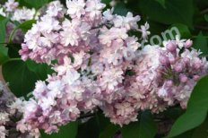 Сирень обыкновенная Мадам Антуан Бюхнер Syringa vulgaris Mme Antoine Buchner
