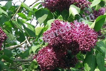 Сирень обыкновенная Радж Капур Syringa vulgaris Radzh Kapur