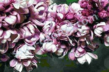 Сирень обыкновенная Русская песня Syringa vulgaris Russkaja Pesnja