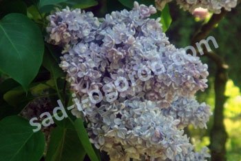 Сирень обыкновенная Президент Греви Syringa Vulgaris President Grevy