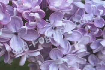 Сирень обыкновенная Президент Греви Syringa Vulgaris President Grevy