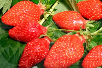 Земляника садовая Гаригуэтта