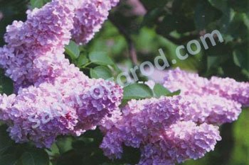 Сирень обыкновенная Капитан Бальте Syringa Vulgaris Capitaine Baltet