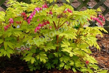Дицентра великолепная Голд Хирт Dicentra spectabilis Gold Heart