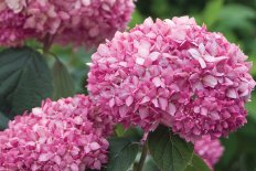 Гортензия древовидная Пинк Аннабель -2 (улучшенная) Hydrangea arborescens Pink Annabelle 2