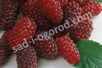 Ежемалина Логанбери Loganberry