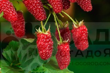 Ежемалина Тайберри Tayberry