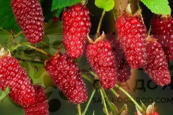 Ежемалина Тайберри Tayberry