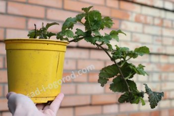 Ежемалина Тайберри Tayberry