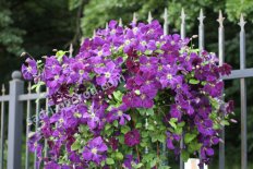 Клематисы май-октябрь 2026