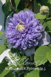 Клематис Блю Лайт Clematis Blue Light PBR