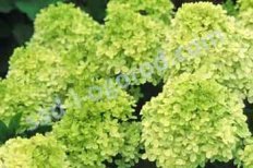 Гортензия метельчатая Лаймлайт Hydrangea paniculata Limelight