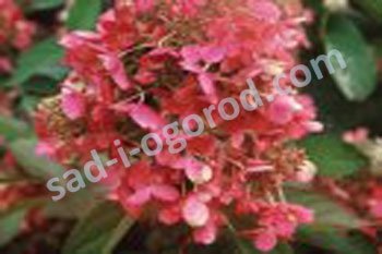 Гортензия метельчатая Пинки Винки Hydrangea paniculata Pinky Winky