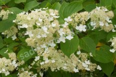 Гортензия метельчатая Киушу Hydrangea paniculata Kyushu