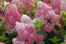 Гортензия метельчатая Ванилла Фрейз / Рени Hydrangea paniculata Vanille Fraise / Rehny