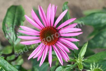 Эхинацея Пика Белла Echinacea purpurea Pica Bella