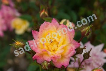Роза миниатюрная Беби Маскарад Rose Baby Masquerade