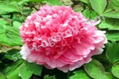 Пион древовидный Везувий Paeonia suffruticosа Vesuvius