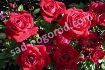 Роза миниатюрная Цверкениг 78 Rose Zwerkonig 78