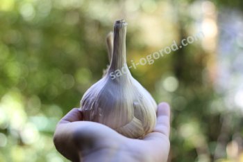 Сажаем чеснок под зиму. Озимый чеснок особенности агротехники