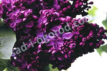 Сирень обыкновенная Френк Патерсон Syringa vulgaris Frank Paterson