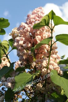 Сирень обыкновенная Мулатка Syringa vulgaris Mulatka