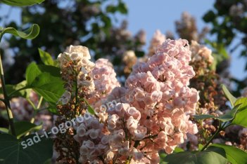 Сирень обыкновенная Мулатка Syringa vulgaris Mulatka
