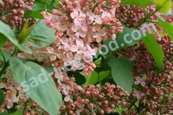 Сирень обыкновенная Мулатка Syringa vulgaris Mulatka